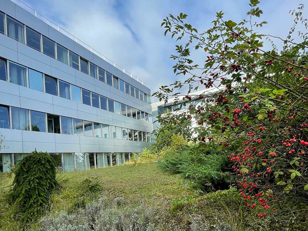 Gebäude der Deutschen Rentenversicherung Mitteldeutschland in Erfurt mit blauem Himmel und Hagebuttenbusch im Vordergrund
